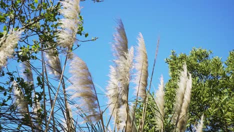 4K-cortaderia-selloana-commonly-known-as-pampas-grass-shaking-in-the-wind-with-the-blue-sky-in-the-background