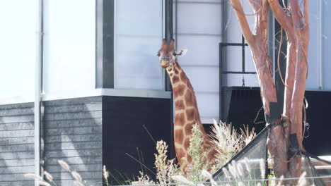Hohe-Giraffe,-Die-In-Der-Heißen-Mittagssonne-Blätter-Kaut---Weitschuss