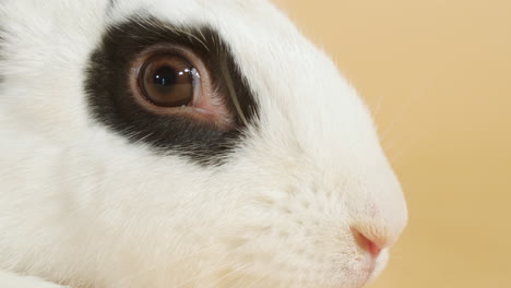 Portrait-of-Black-spotted-White-Rabbit-Snout,-wiggling-nose---Close-up