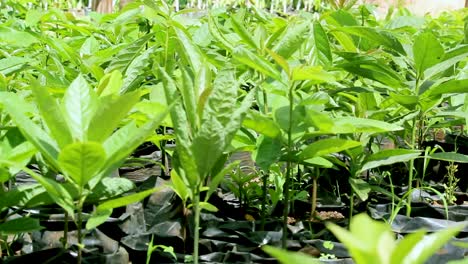 Avocado-sämling-grüne-Bio-organische-Abfallarme-Intelligente-Landwirtschaft---Ein-Mango-sämling-In-Einem-Hausgarten,-Indoor-landwirtschaft-Kenia-Afrika-Während-Covid-2020-2021-Soziale-Distanzierung-2020-Neujahr-2021