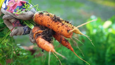 Home-gardener-pulling-carrots-from-soil-wearing-gloves-close-up-and-showing-bunch-of-carrots-4k