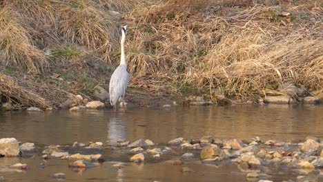 Grey-Heron-Standing-And-Walking-In-Shallow-Water-Of-Pond