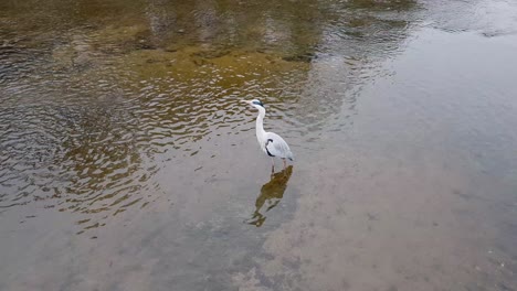 Grey-Heron-standing-hunting-in-shallow-pond-water-in-Seoul-Yanjae-stream