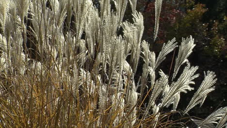 Elephant-Grass-blows-in-the-wind-as-it-catches-the-sunlight
