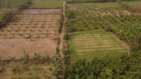 Agricultural-field-and-farming-land-with-trees-and-plantation-in-india,-Drone-shot