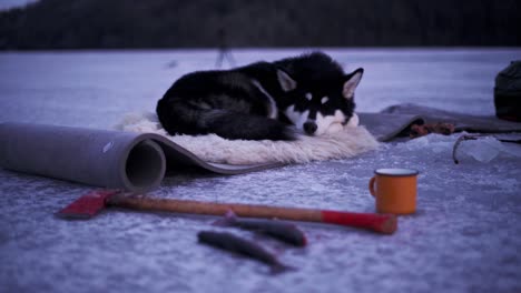 Adorable-Alaskan-Malamute-Resting-On-Fur-Rug-Over-Mat-Laid-Down-On-Icy-Lake-With-Person-Pouring-Tea-In-Mug-During-Winter-In-Norway