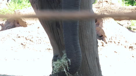 Trompa-De-Elefante-Mientras-Come-Hierba-Durante-El-Día-Soleado-En-El-Parque-Zoológico