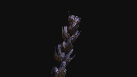 Light-Streak-Revealing-Dried-Lavender-Flower-Against-Black-Background
