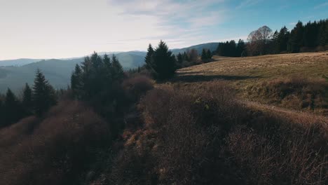 AERIAL-Racing-drone-flying-fast-between-pine-trees-on-a-hill-during-late-autumn-sunset