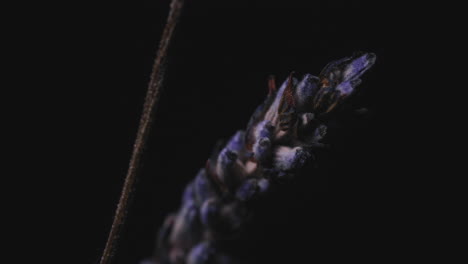 Light-Revealed-A-Dry-Lavender-Flowers-Against-Black-Background