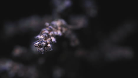 Dry-Lavender-Flower-Spikes-In-Bokeh-Background
