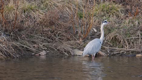 Grey-Heron--In-Pond.---wide-shot