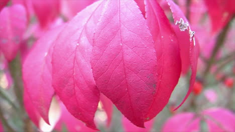 Close-up-of-the-bright-red-leaves-of-a-"burning-bush"-in-autumn