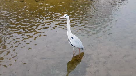 Heron-standing-in-shallow-pond-water-and-fly-away-up-in-Seoul-Yanjae-stream