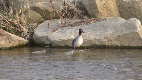 Female-Hen-Mallard-Duck-On-Rocks-With-Flowing-Stream-During-Daytime