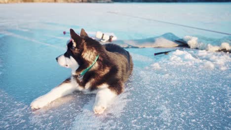 Adorable-Alaskan-Malamute-Lying-On-A-Freezing-Lake-At-Sunny-Wintertime-In-Trondheim,-Norway