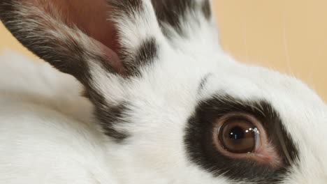 Weißes-Kaninchen-Mit-Schwarzen-Flecken-Noch-Weit-Aufgerissenes-Auge---Detail-Aus-Nächster-Nähe