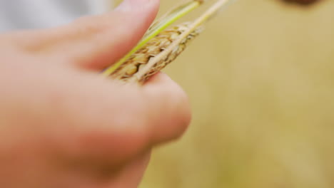Happy-farmer-man-inspecting-crops-wheat-seeds-straws-from-harvest-good-crop-tasty-flour-long-cereal-grain-durum-emmer-spelt-common-agro-culture-farm-land-industry-quality-local-vegan-vegetarian-market
