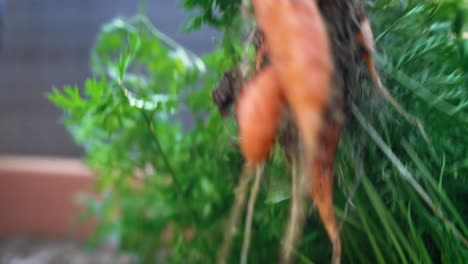 Home-gardener-pulling-ripe-carrots-from-soil-macro-close-up-and-displaying-roots-4k-home-gardening