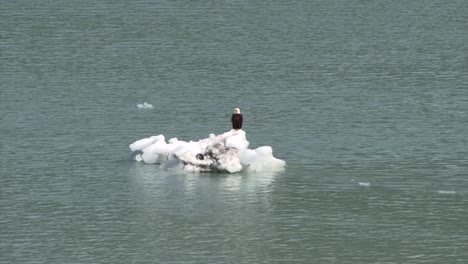 águila-Audaz-Descansando-Sobre-Un-Pequeño-Iceberg-En-El-Parque-Nacional-Y-Reserva-De-La-Bahía-De-Los-Glaciares,-Alaska