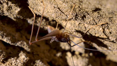 Makroaufnahme-Einer-Gigantischen-Gruseligen-Spinne,-Die-An-Einer-Felswand-Im-Dschungel-Von-Neuseeland-Hängt