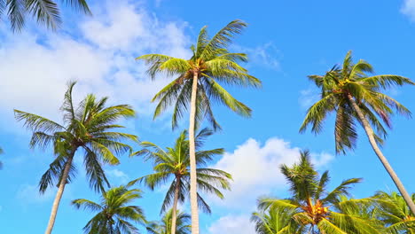 Coconut-palm-trees-framed-against-a-tropical-blue-sky
