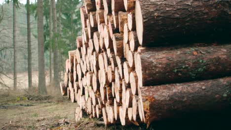 Close-up-panning-of-chopped-log-trunks-pile-in-the-forest