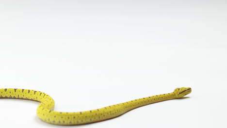 Yellow-green-tree-python-slowly-moves-across-frame-hissing---isolated-on-white