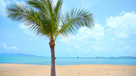 Palm-tree-on-white-beach-with-blue-sea-in-background