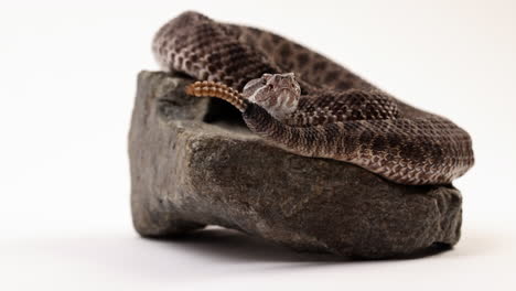 Massasauga-rattlesnake-on-rock-with-white-background-looks-towards-camera-as-tail-rattles---close-up
