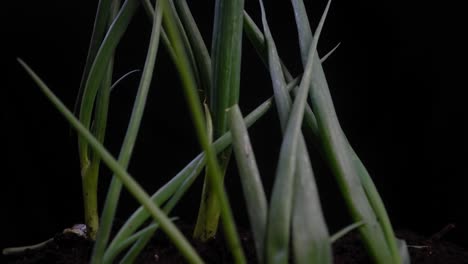 Garden-fresh-spring-onions-growing-in-soil