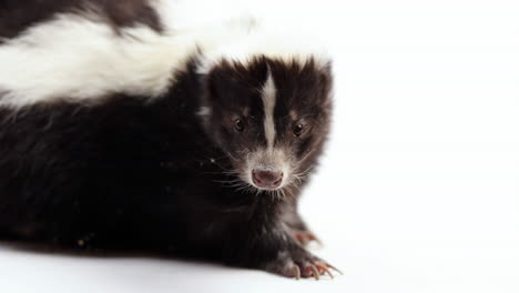 Skunk-looks-around---isolated-on-white-background---close-up-on-face