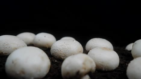 Slow-pull-back-on-fresh-mushrooms-growing-in-soil-against-a-black-background