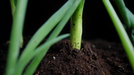 Macro-travel-between-the-sprouts-of-fresh-green-onion-shoots-growing-in-soil