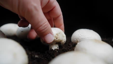Macro-close-up-of-picking-a-fresh-white-mushroom-out-of-the-garden
