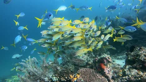 Scuba-divers-filming-a-school-of-yellow-snappers
