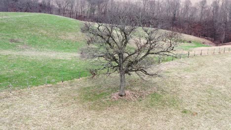 Drohnenbahnaufnahme-Eines-Baumes-Im-Winter