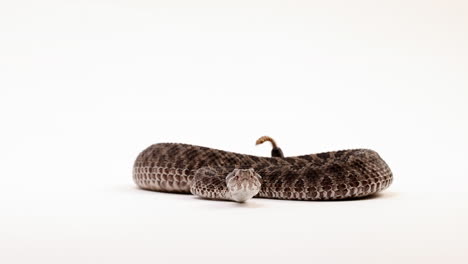 Massasauga-rattlesnake-hisses-and-rattles-tail-head-on---isolated-on-white-background