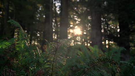 Ferns-In-Dense-Tree-Forest-Backlit-Sunlight-During-Summer