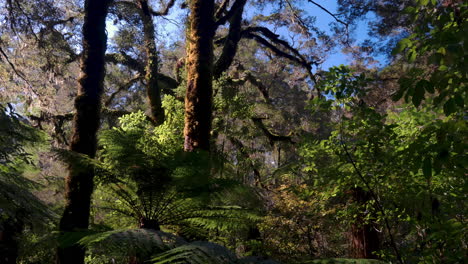 Erkunden-Sie-Die-Natur-Neuseelands-Im-Wald-Mit-Artenpflanzen-An-Sonnigen-Tagen