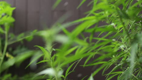 parallax-movement-on-homegrown-hemp-in-a-sunny-afternoon-in-slowmo