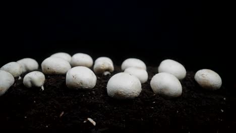 Close-up-of-white-mushrooms-growing-in-soil,-isolated-on-a-black-background