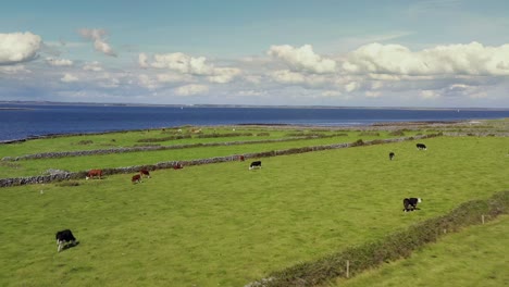 Irish-Rural-Landscape,-view-from-Aughinish,-Clare-looking-North-towards-Galway-Bay,-Ireland,-August-2020,-Drone-gradually-pushes-forward-flying-over-Cattle-in-green-fields-with-stone-walls