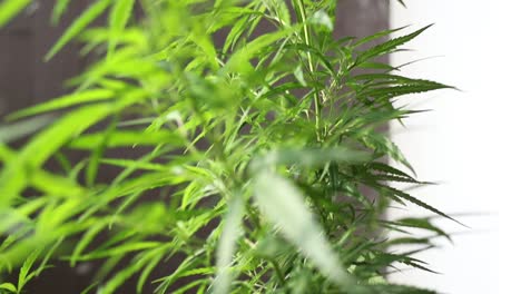 pedestal-shot-of-a-homegrown-hemp-plant-in-a-sunny-afternoon-in-slowmo