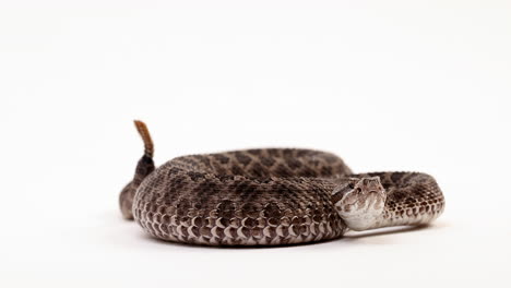 Massasauga-rattlesnake---close-up-on-face-as-tail-rattles-in-background---isolated-on-white