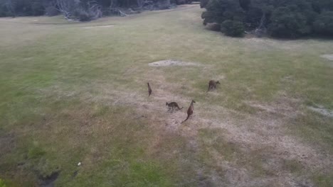 Aerial-orbiting-shot-showing-kangaroo-family-grazing-on-wild-meadow-during-sunny-day