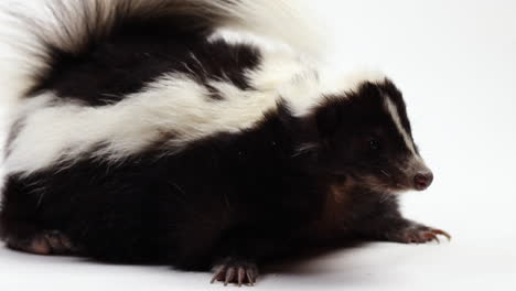 Skunk-looks-around-with-curiosity---isolated-on-white-background