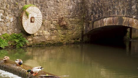 4K-old-mill-stone-decorating-a-wall-next-to-an-affluent-of-the-river-tone,-three-ducks-relaxing-in-the-water