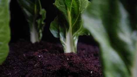 Slow-pull-back-through-a-forest-of-green-cabbage-leaves-planted-in-soil