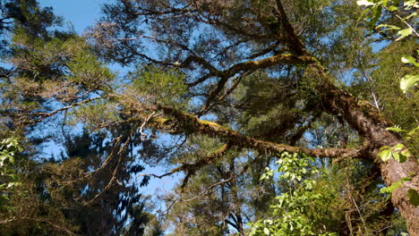 Bottom-up-shot-of-pine-tree-lighting-by-sunlight-against-blue-sky-in-jungle-of-New-Zealand